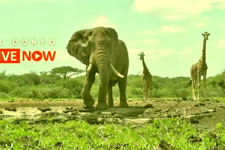 Aria, 22 — Escort in Ol Donyo, Kenya