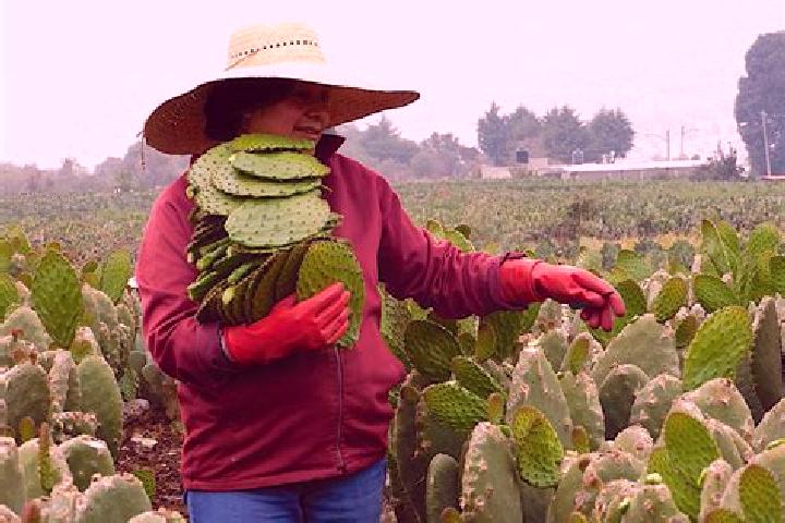 Aria, 33 — Escort in La Nopalera, Mexico