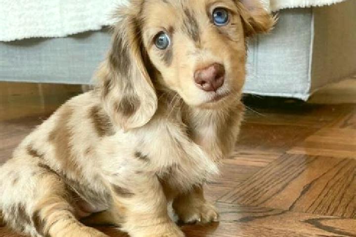 Aria, 34, a chestnut blue-eyed mixed companion based in Mian Channun. Offering Dinner Date, Overnight, CIM. Available for incall and outcall, day and evening...