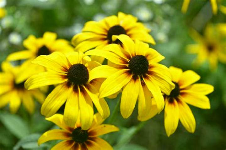 Aria, 35, a black green-eyed european companion based in Hale. Offering OWO, A-Level, GFE. Available for incall and outcall, day and evening dates.