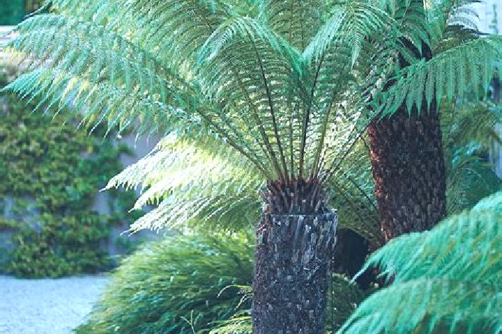 Aria, 35 — Escort in Fern Tree, Australia