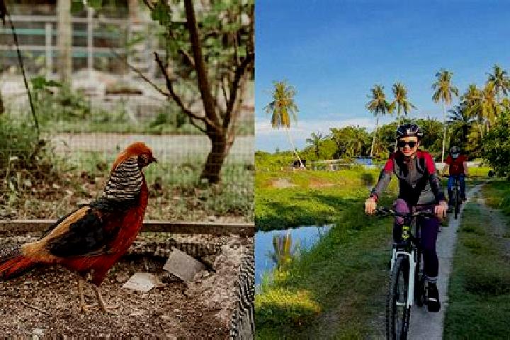 Aria, 36 — Escort in Balik Pulau, Malaysia