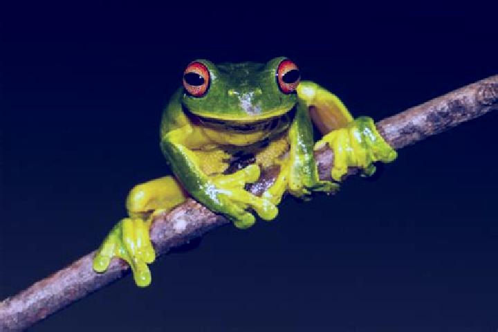 Ariana, 20, a red green-eyed mediterranean companion based in Karrapur. Offering Tantra, Overnight, Prostate Massage. Available for incall and outcall, day a...