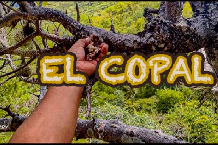 Ariana, 30 — Escort in Copalillo, Mexico