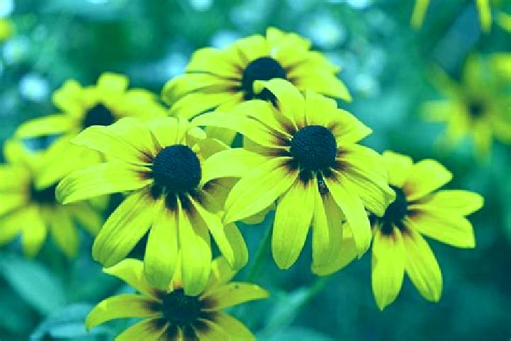 Ariana, 31, a black dark-eyed european companion based in Kantueu Pir. Offering Girlfriend Experience, BDSM, 69. Available for incall and outcall, overnight ...