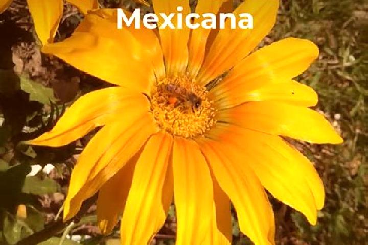 Ariana, 31 — Escort in Otates, Mexico