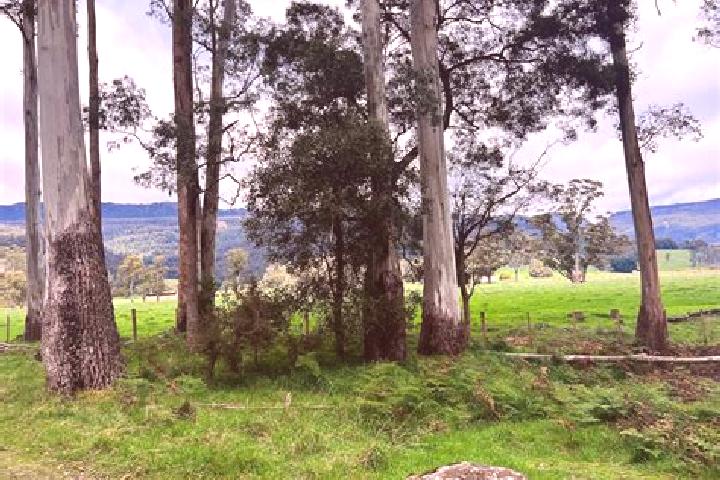 Ariana, 36 — Escort in Mole Creek, Australia