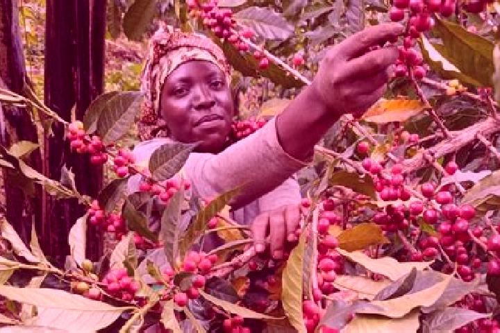 Ariana, 37 — Escort in Kyegegwa, Uganda