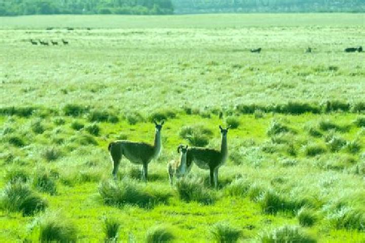 Ariana, 37 — Escort in Pampa de los Guanacos, Argentina