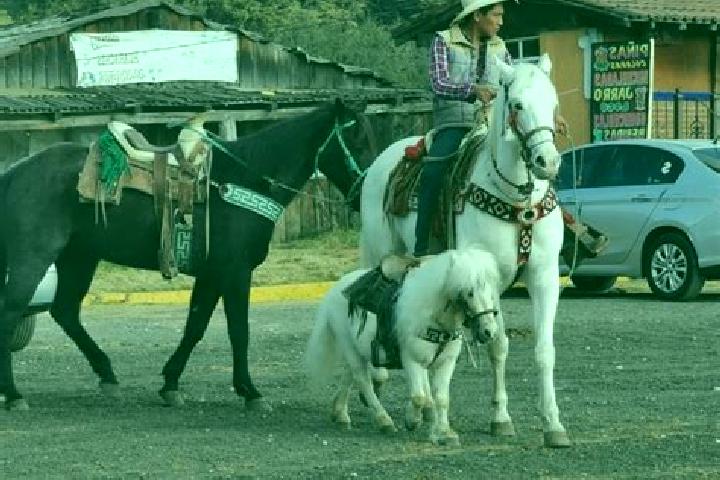 Ariana, 38 — Escort in La Marquesa, Mexico