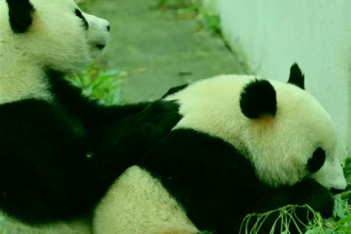 Ariana, 39 — Escort in Heishui, China