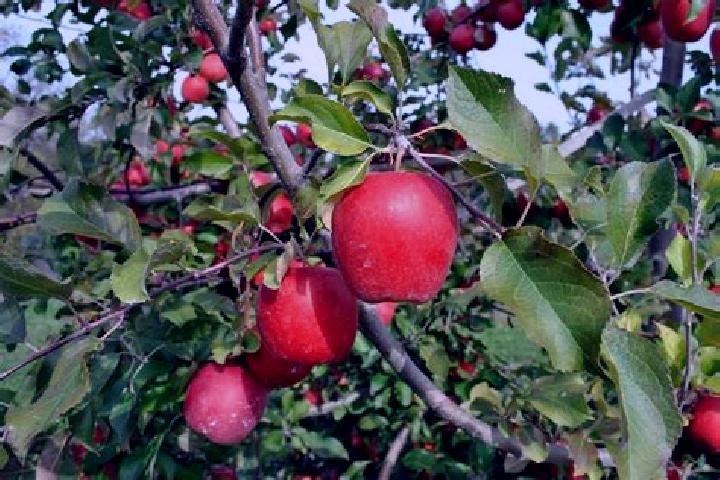 Aubrey, 20 — Escort in Apples, Switzerland