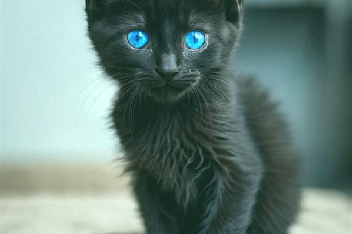 Aubrey, 27, a black blue-eyed mediterranean companion based in Gorgier. Offering OWO, Overnight, BDSM. Available for incall and outcall, overnight bookings a...
