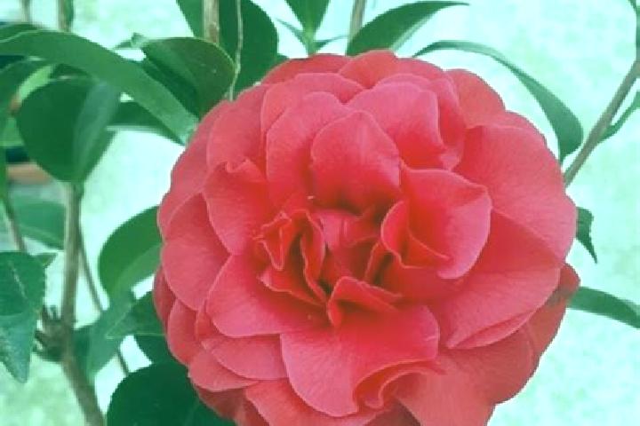 Aubrey, 33 — Escort in Camelia Roja, Mexico