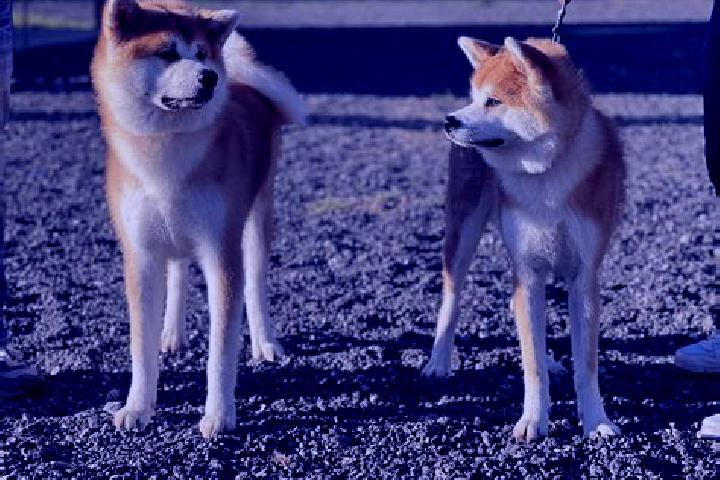Aubrey, 39 — Escort in Shiba, Japan