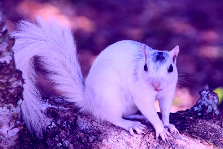 Aurora, 20 — Escort in Doerun, United States