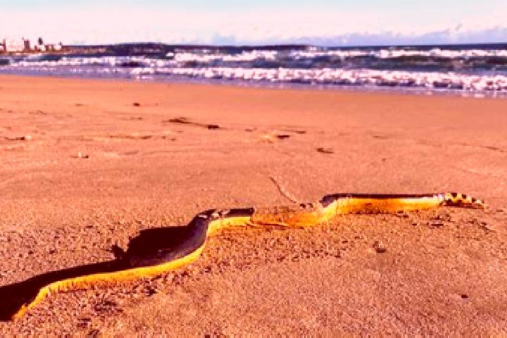 Aurora, 21 — Escort in Eastlakes, Australia