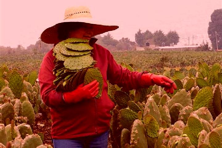 Aurora, 21 — Escort in Nopalera, Mexico