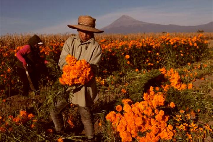 Aurora, 21 — Escort in Santa Cruz Zenzontepec, Mexico