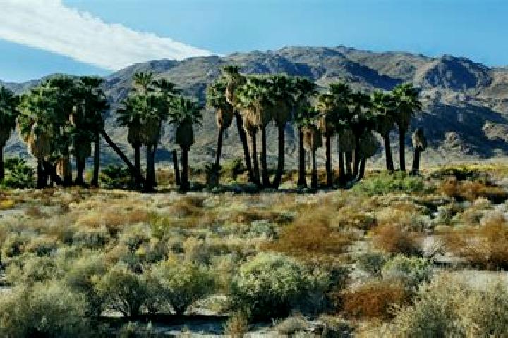 Aurora, 21 — Escort in Twentynine Palms, United States