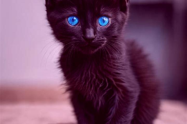 Aurora, 22, a black blue-eyed caribbean companion based in El Cambio. Offering CIM, OWO, Domination, BDSM, Roleplay. Available for incall and outcall, overni...