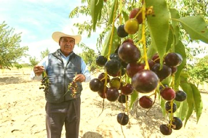 Aurora, 22 — Escort in Capulin de Bustos, Mexico