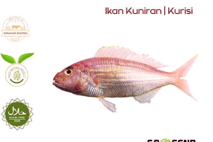 Aurora, 22 — Escort in Kuniran, Indonesia