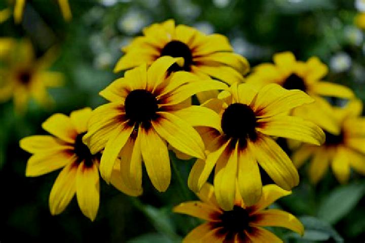 Aurora, 23, a black grey-eyed ebony companion based in Manisa. Offering Couples, Massage, BDSM, Deep French Kissing, GFE. Available for incall and outcall, o...