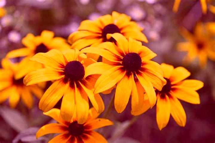 Aurora, 24, a black brown-eyed latina companion based in Bouzonville. Offering Massage, GFE, Overnight, CIM. Available for incall and outcall, day and evenin...