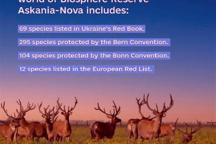 Aurora, 25 — Escort in Askaniya-Nova, Ukraine