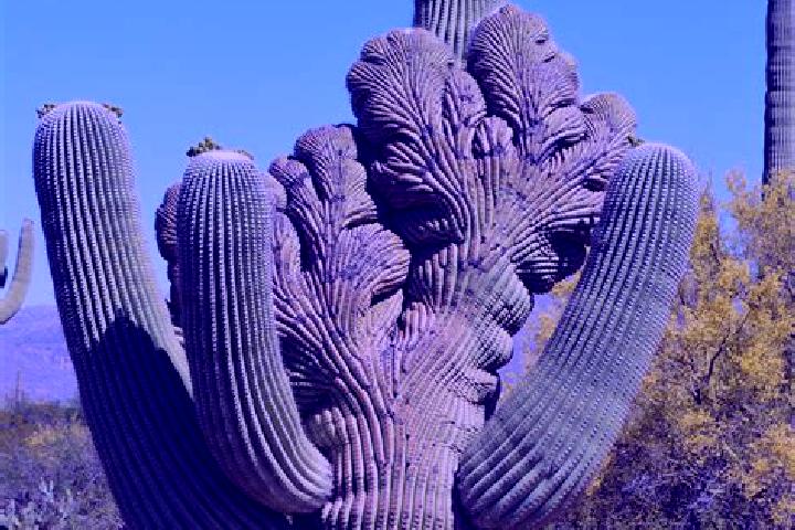 Aurora, 25 — Escort in Cactus Forest, United States