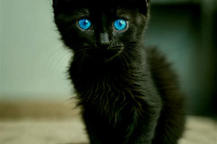 Aurora, 26, a black blue-eyed caribbean companion based in Pingnan. Offering GFE, OWO, Duos. Available for incall and outcall, overnight bookings available.