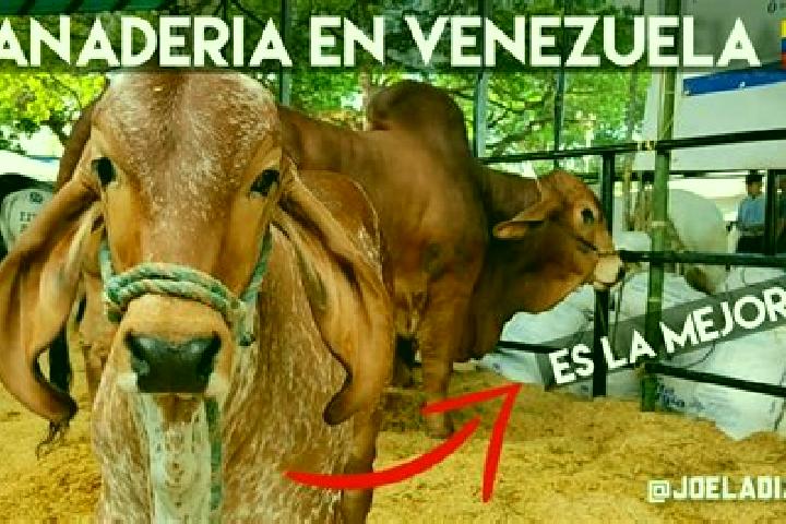 Aurora, 26 — Escort in Yaracal, Venezuela