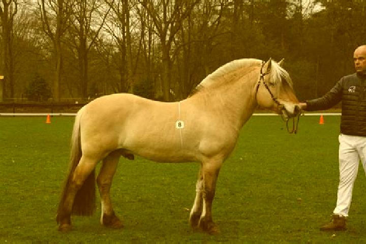 Aurora, 27 — Escort in Woumen, Belgium