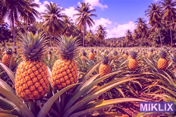 Aurora, 28 — Escort in Ananas, Brazil