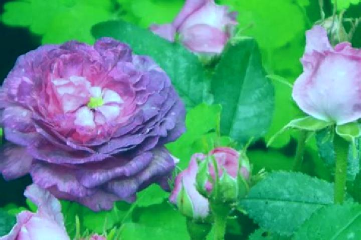 Aurora, 29 — Escort in Rose Belle, Mauritius