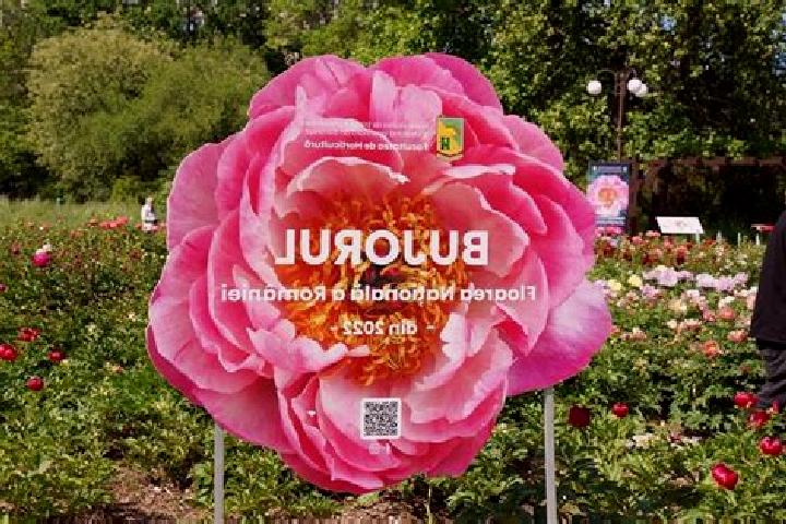 Aurora, 29 — Escort in Targu Bujor, Romania