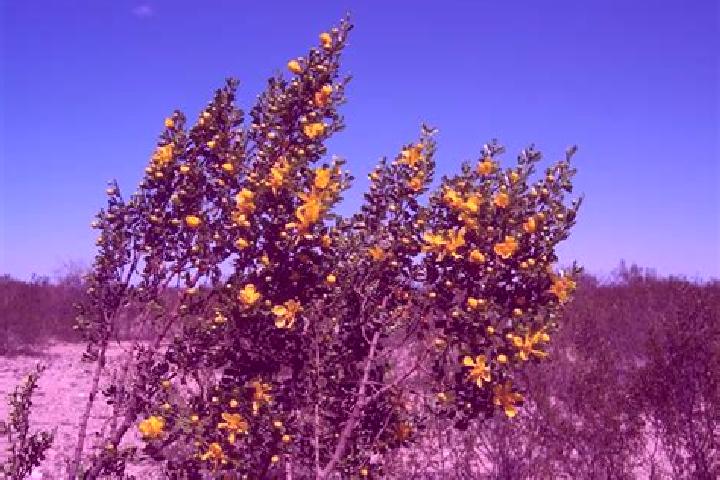 Aurora, 30 — Escort in Las Jarillas, Mexico