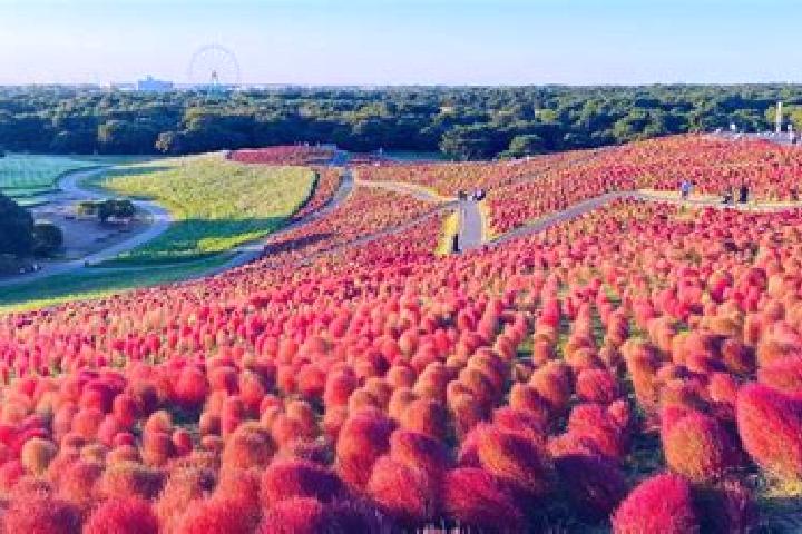 Aurora, 31 — Escort in Ashikaga, Japan