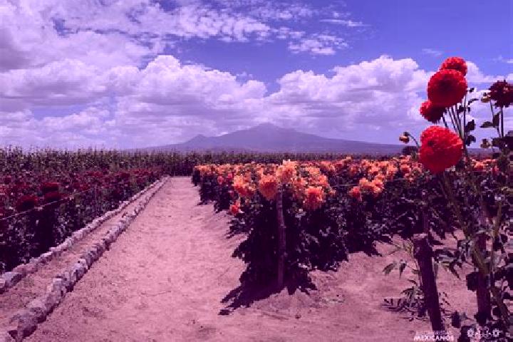 Aurora, 31 — Escort in Guadalupito las Dalias, Mexico