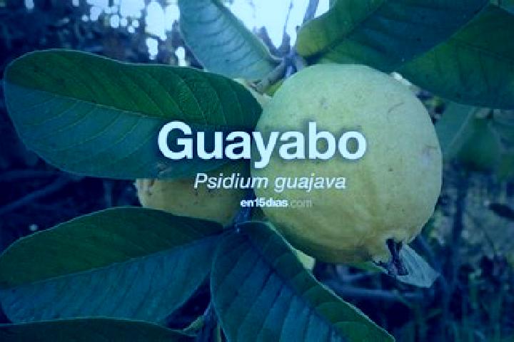 Aurora, 32 — Escort in El Guayabo, Honduras