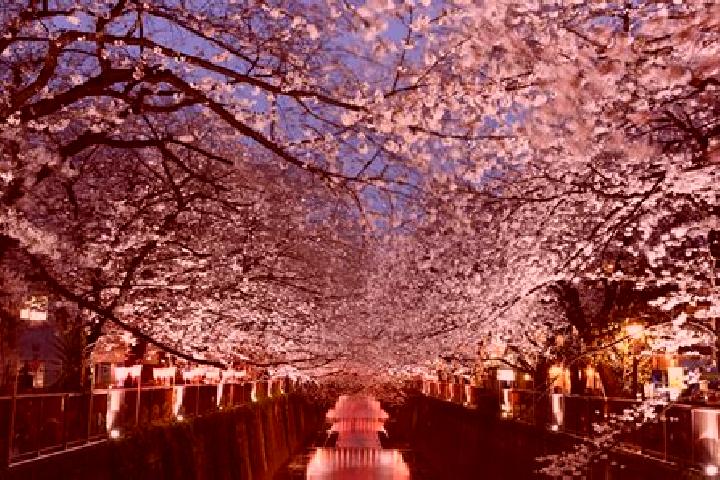 Aurora, 32 — Escort in Meguro, Japan