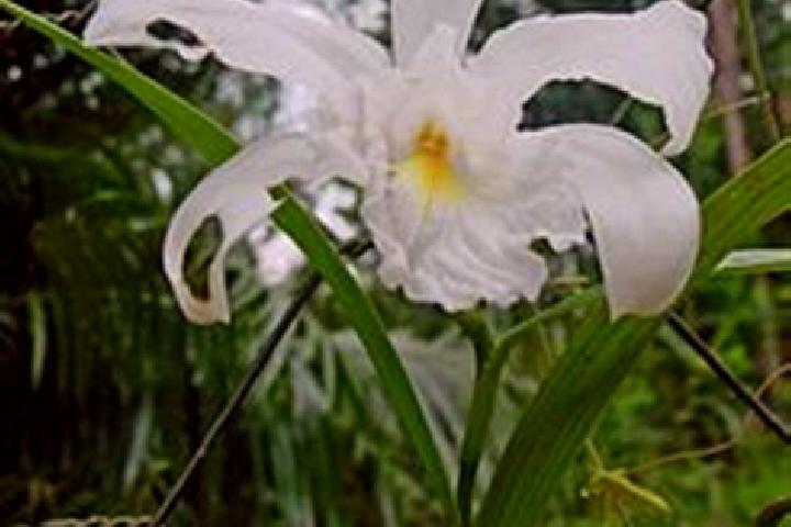 Aurora, 32 — Escort in Sobralia, Brazil