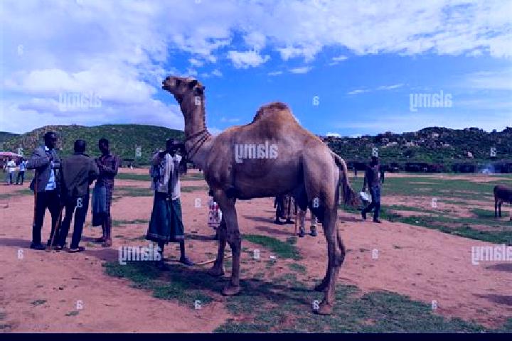 Aurora, 34 — Escort in Babile, Ethiopia