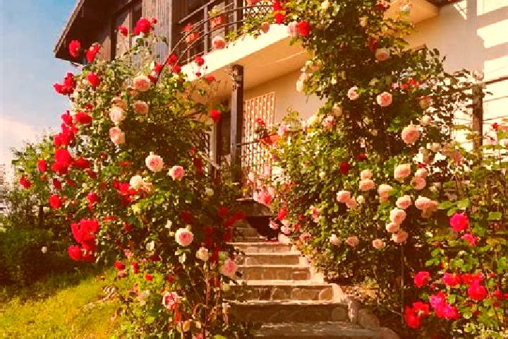 Aurora, 35 — Escort in Bratasanca, Romania