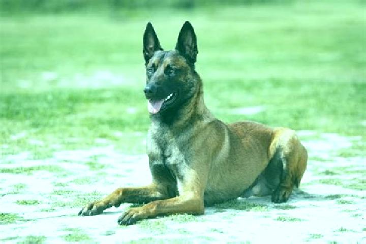 Aurora, 35 — Escort in Brugheas, France