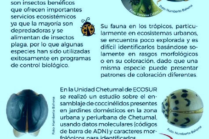 Aurora, 35 — Escort in Las Catarinas, Mexico