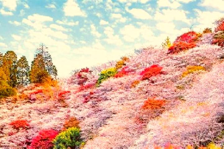 Aurora, 35 — Escort in Obara, Japan