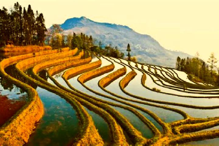 Aurora, 35 — Escort in Yuanyang, China