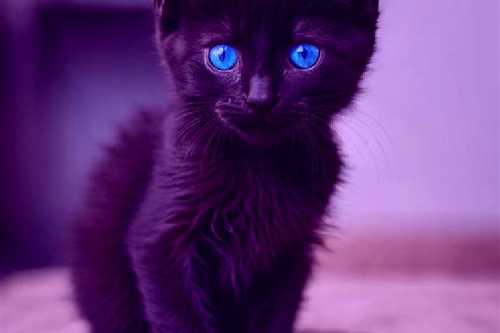 Aurora, 37, a black blue-eyed caribbean companion based in Ticllos. Offering 69, Domination, Erotic Massage, Fetish. Available for incall and outcall, overni...